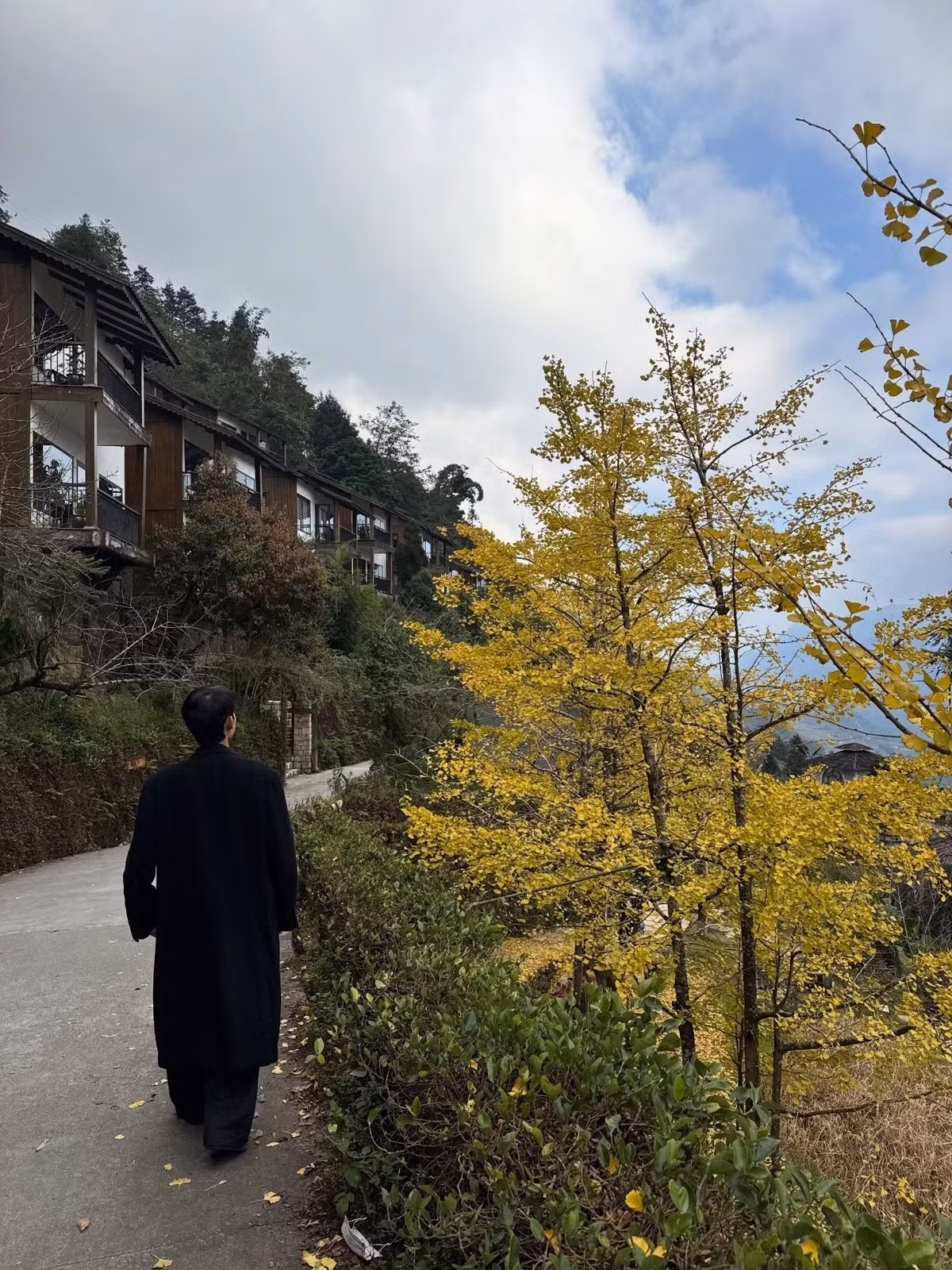 Vào dịp cuối thu đầu đông, lá cây ngả vàng rực rỡ, ánh nắng xuyên qua tán tạo nên hiệu ứng ánh sáng tuyệt đẹp. Ảnh kequansatbautroi