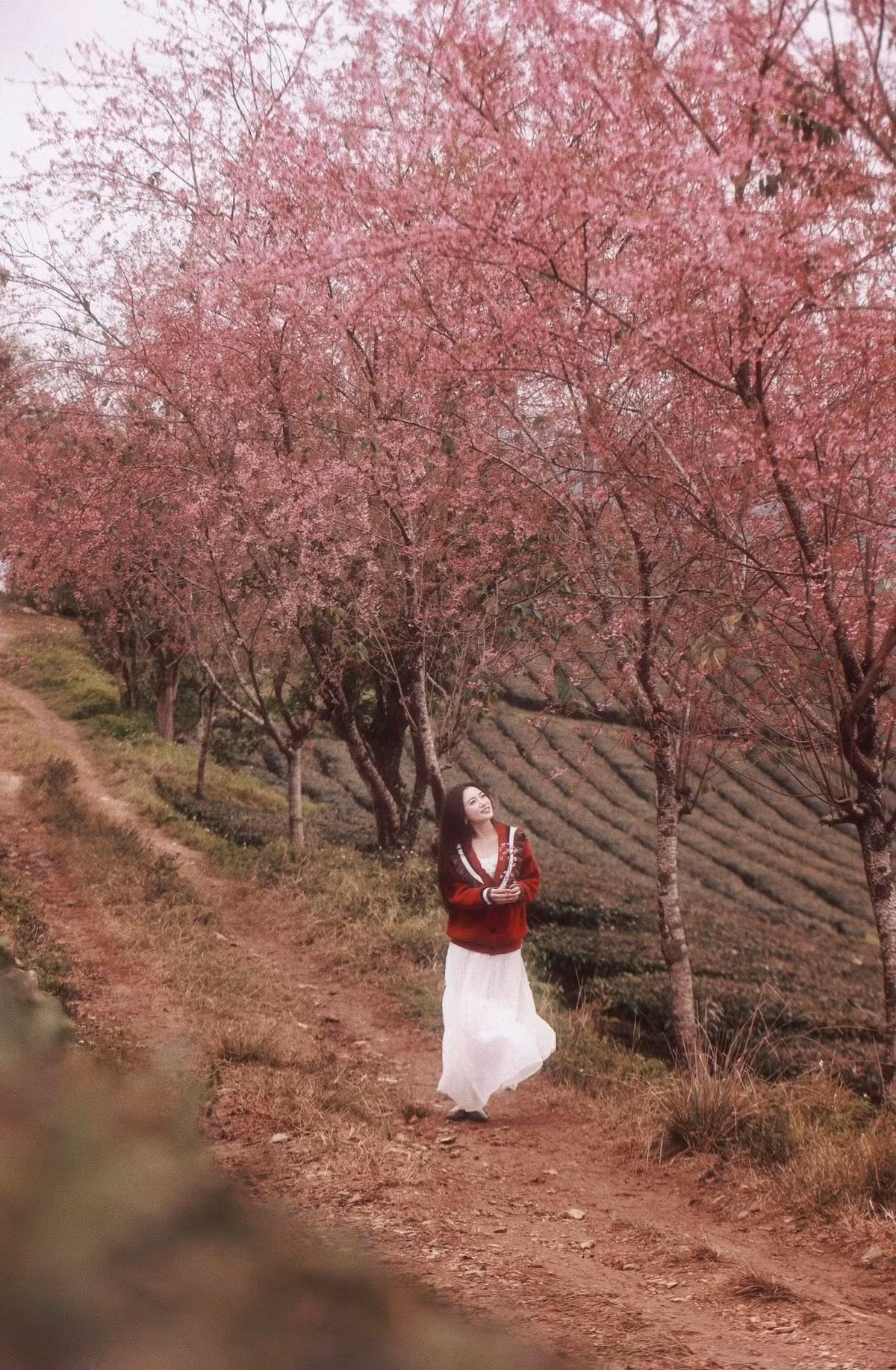 Sắc hồng phớt của hoa nổi bật trên nền chè xanh, thấp thoáng trong màn sương sớm, khiến nhiều du khách không khỏi ngỡ ngàng. Không rực rỡ dồn dập, mai anh đào Mộc Châu nở theo từng chùm, từng hàng, trải dài theo lối đi, mang vẻ đẹp nhẹ nhàng, trầm lắng đúng chất vùng cao những ngày cuối đông. Ảnh Nam Lêu Lổng