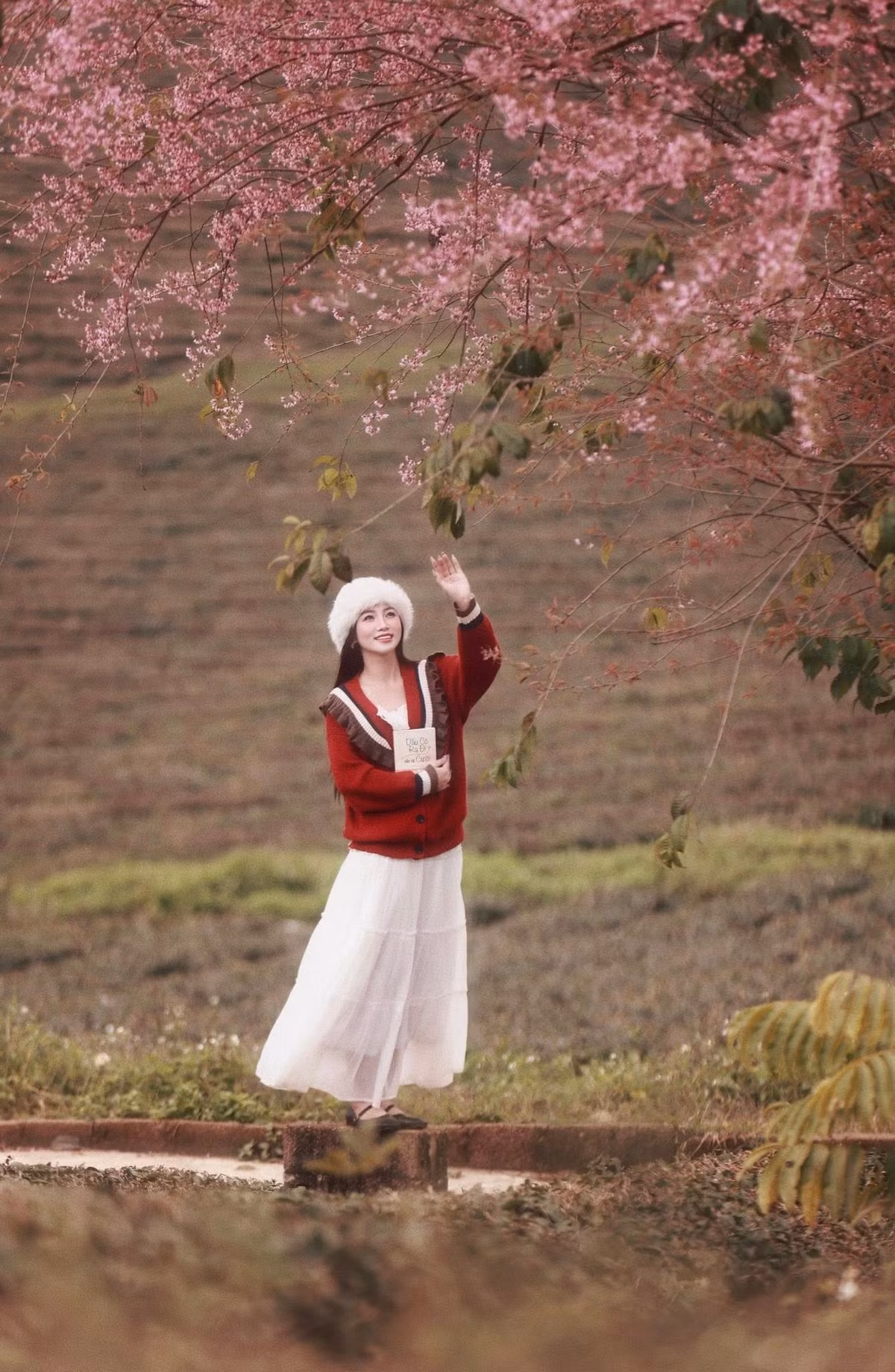 Những ngày cuối năm, trong tiết trời se lạnh đặc trưng của cao nguyên, Mộc Châu (Sơn La) không chỉ gây ấn tượng bởi đồi chè xanh mướt mà còn trở nên nổi bật với sắc hồng của mai anh đào đang vào độ nở rộ. Loài hoa này thường xuất hiện sớm, khi mùa xuân còn chưa gõ cửa, mang đến một gam màu ấm áp giữa không gian còn đẫm hơi lạnh. Ảnh Nam Lêu Lổng