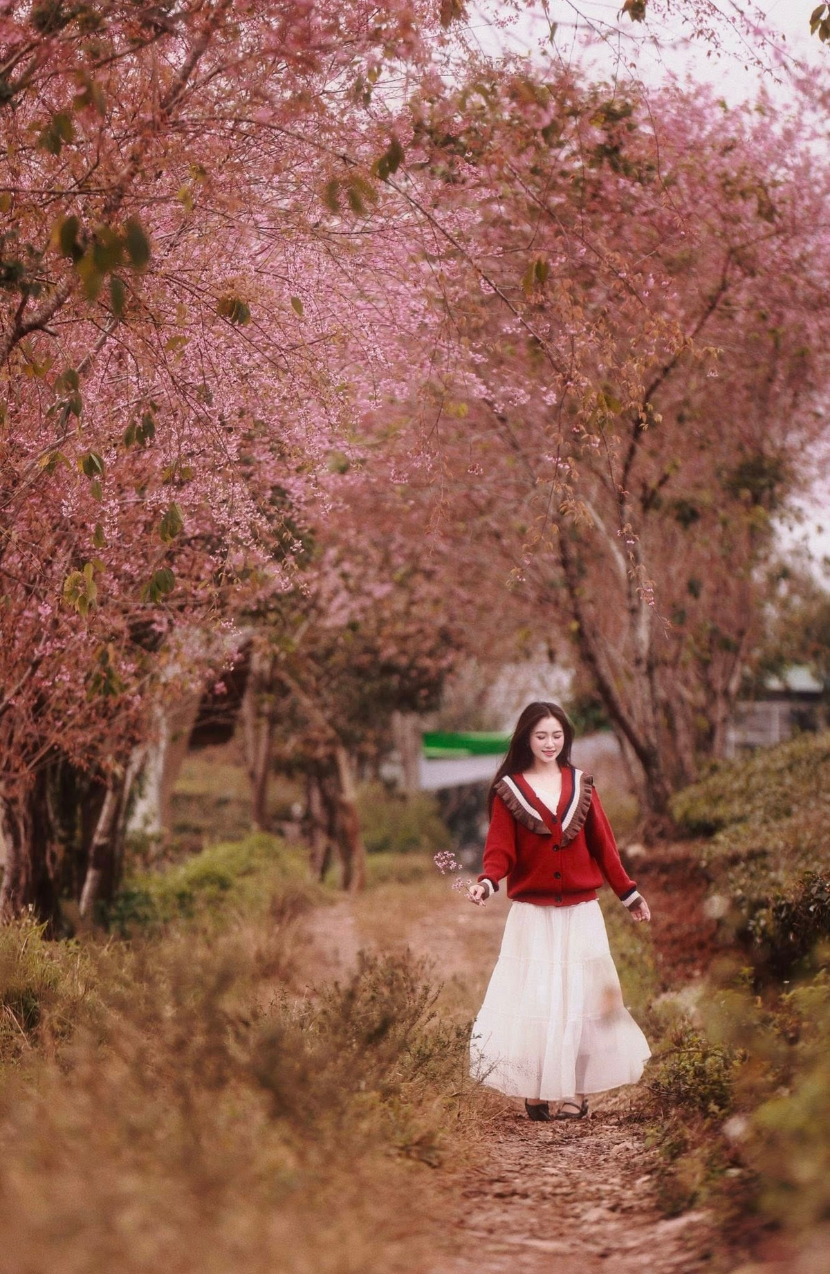 Tại một số khu vực làng chè ở Mộc Châu, mai anh đào được trồng xen kẽ dọc các con đường nội bản và ven nương chè. Thời điểm cuối tháng 12 và đầu tháng 1, khi hoa mơ, hoa mận chưa vào chính vụ, mai anh đào đã bắt đầu khoe sắc, tạo nên khung cảnh khác biệt so với những mùa hoa quen thuộc của cao nguyên này. Ảnh Nam Lêu Lổng