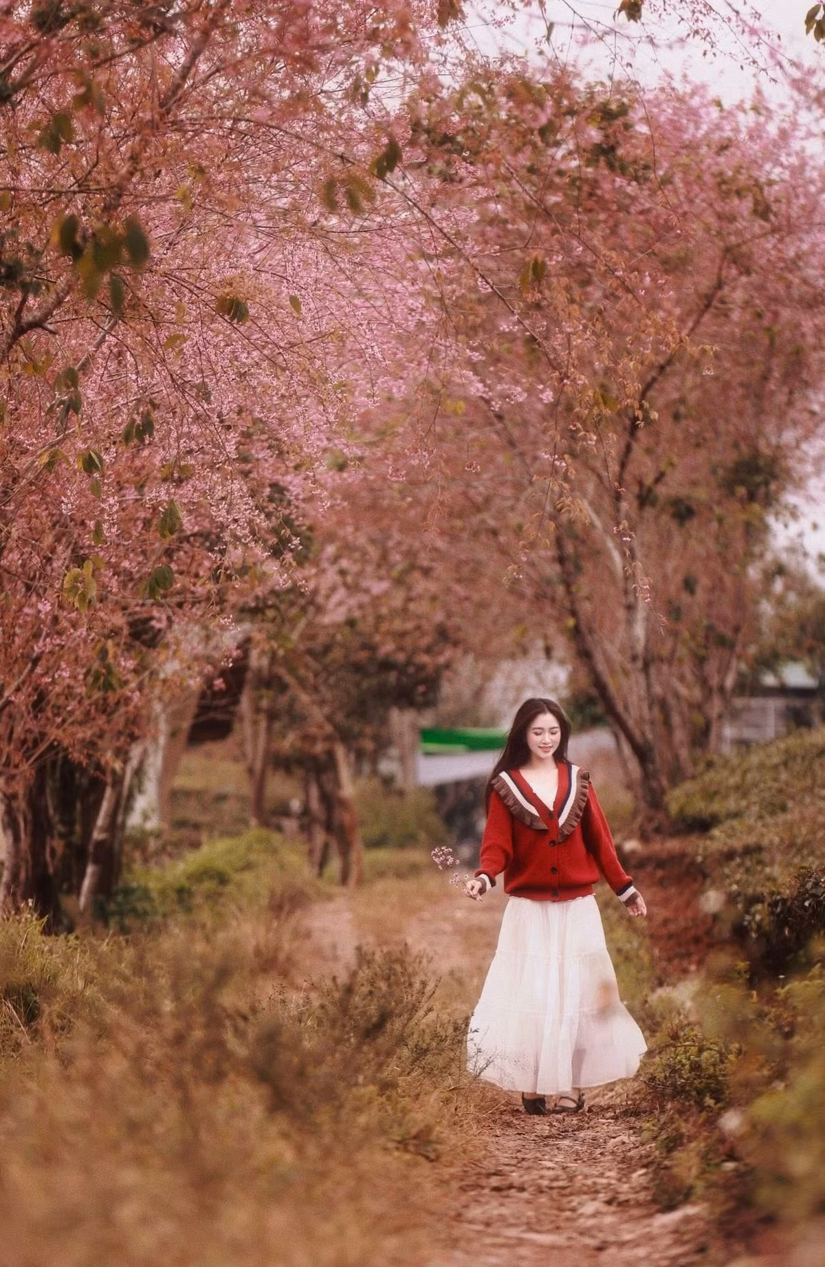 Tại một số khu vực làng chè ở Mộc Châu, mai anh đào được trồng xen kẽ dọc các con đường nội bản và ven nương chè. Thời điểm cuối tháng 12 và đầu tháng 1, khi hoa mơ, hoa mận chưa vào chính vụ, mai anh đào đã bắt đầu khoe sắc, tạo nên khung cảnh khác biệt so với những mùa hoa quen thuộc của cao nguyên này. Ảnh Nam Lêu Lổng