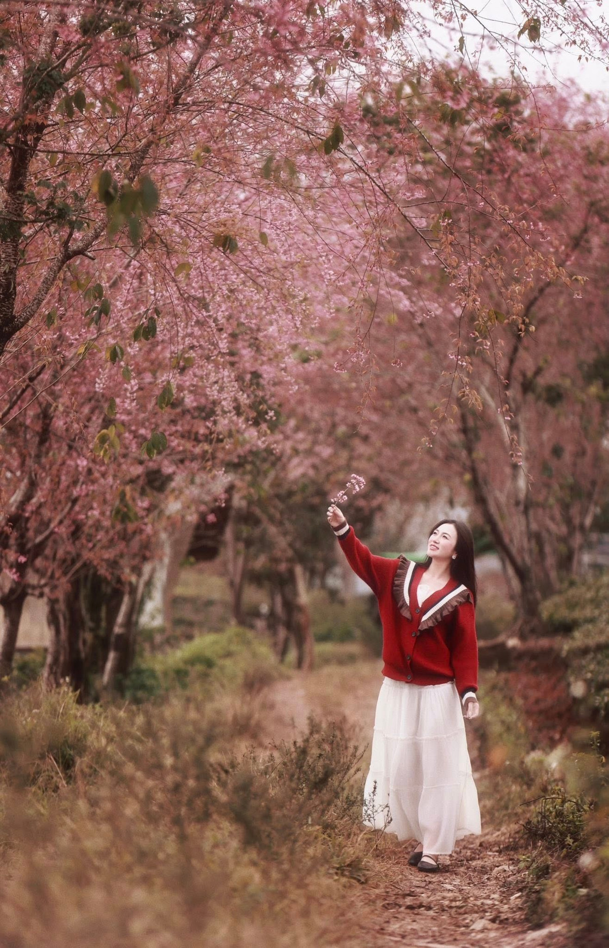 Để có trải nghiệm trọn vẹn khi ghé thăm các con đường mai anh đào ở làng chè Mộc Châu, du khách nên ưu tiên khung giờ sáng sớm hoặc cuối buổi chiều, tránh thời điểm nắng gắt và đông người. Ảnh Nam Lêu Lổng