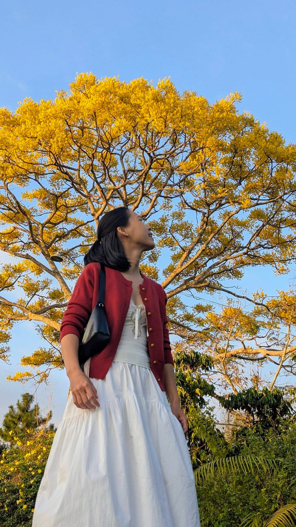 Sắc vàng phượng hoàng yến, theo quan niệm của nhiều người, còn tượng trưng cho sự may mắn, sung túc và khởi đầu hanh thông, càng khiến loài hoa này trở thành điểm nhấn đặc biệt mỗi độ xuân về. Ảnh Khám Phá Bảo Lộc