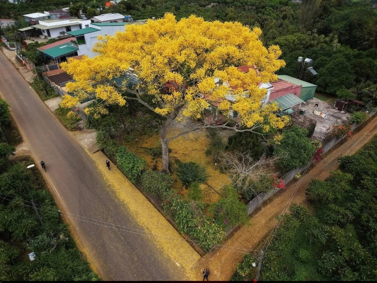 Giữa tiết trời se lạnh đặc trưng của phố núi, những hàng phượng vàng bung nở, tỏa sắc rực rỡ dưới nắng sớm, tạo nên khung cảnh vừa tươi mới vừa yên bình. Ảnh Sam Sam