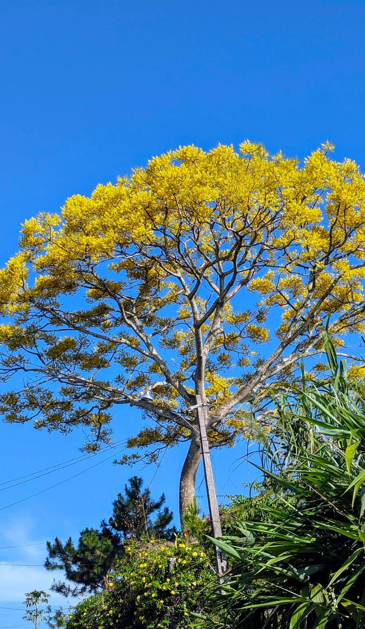 Theo kinh nghiệm của người dân địa phương, phượng vàng thường nở rộ trong khoảng từ cuối tháng 12 đến hết tháng 2. Thời điểm lý tưởng để chụp ảnh là buổi sáng sớm hoặc xế chiều, khi ánh nắng dịu, giúp sắc hoa lên màu đẹp và tạo chiều sâu cho khung hình. Du khách cũng được khuyến nghị giữ gìn cảnh quan, không bẻ cành, hái hoa để vẻ đẹp mùa xuân nơi phố núi được trọn vẹn và bền lâu. Ảnh Khám Phá Bảo Lộc