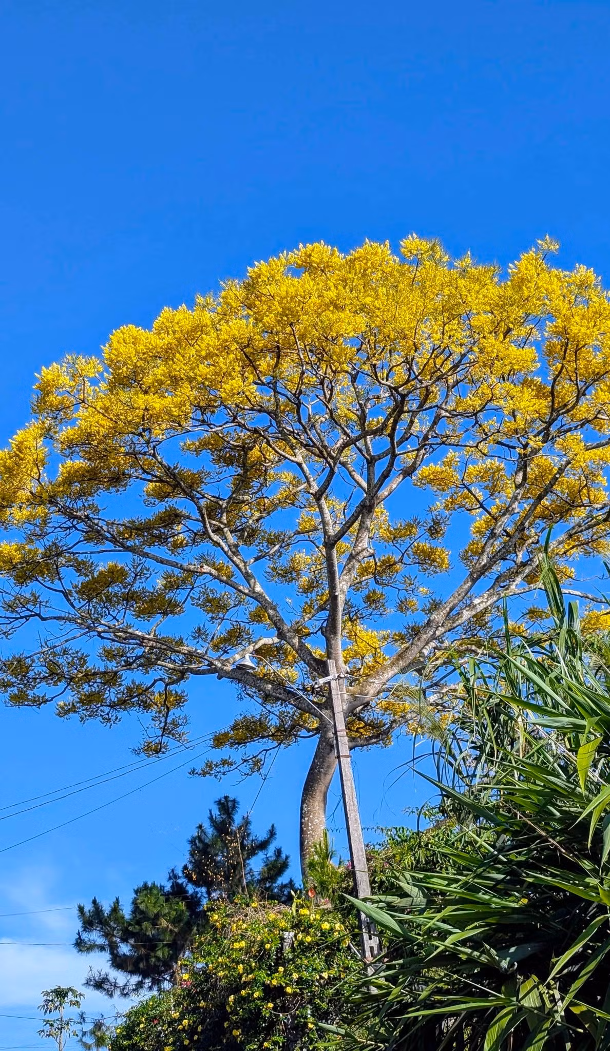 Theo kinh nghiệm của người dân địa phương, phượng vàng thường nở rộ trong khoảng từ cuối tháng 12 đến hết tháng 2. Thời điểm lý tưởng để chụp ảnh là buổi sáng sớm hoặc xế chiều, khi ánh nắng dịu, giúp sắc hoa lên màu đẹp và tạo chiều sâu cho khung hình. Du khách cũng được khuyến nghị giữ gìn cảnh quan, không bẻ cành, hái hoa để vẻ đẹp mùa xuân nơi phố núi được trọn vẹn và bền lâu. Ảnh Khám Phá Bảo Lộc