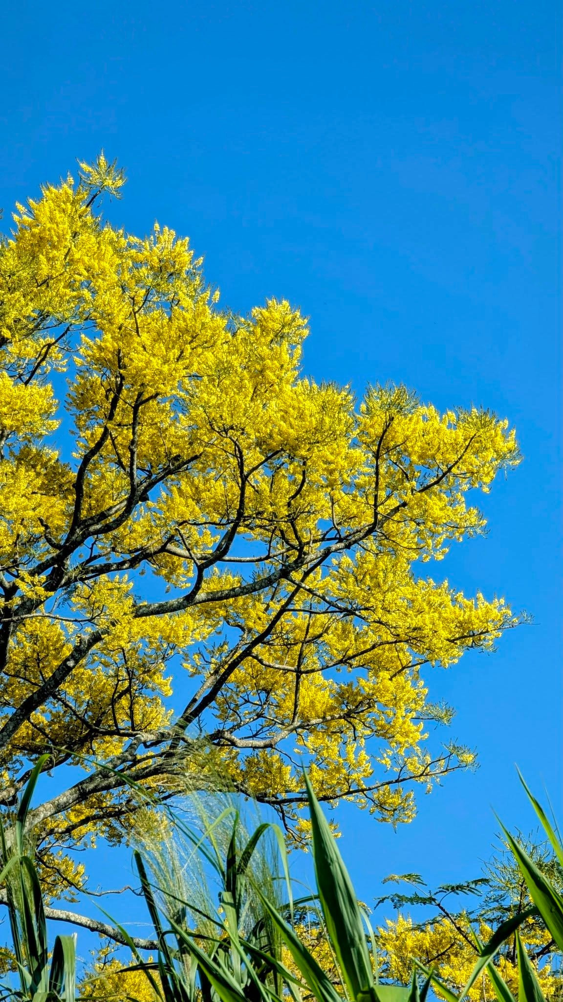 Không ồn ào, không náo nhiệt, phượng vàng Bảo Lộc mang đến một cách “đón xuân” rất riêng – nhẹ nhàng, tinh tế và đầy hy vọng. Giữa cao nguyên lộng gió, sắc vàng ấy như điểm nhấn ấm áp, lưu lại trong lòng du khách những cảm xúc khó quên khi năm mới vừa sang. Ảnh Khám Phá Bảo Lộc