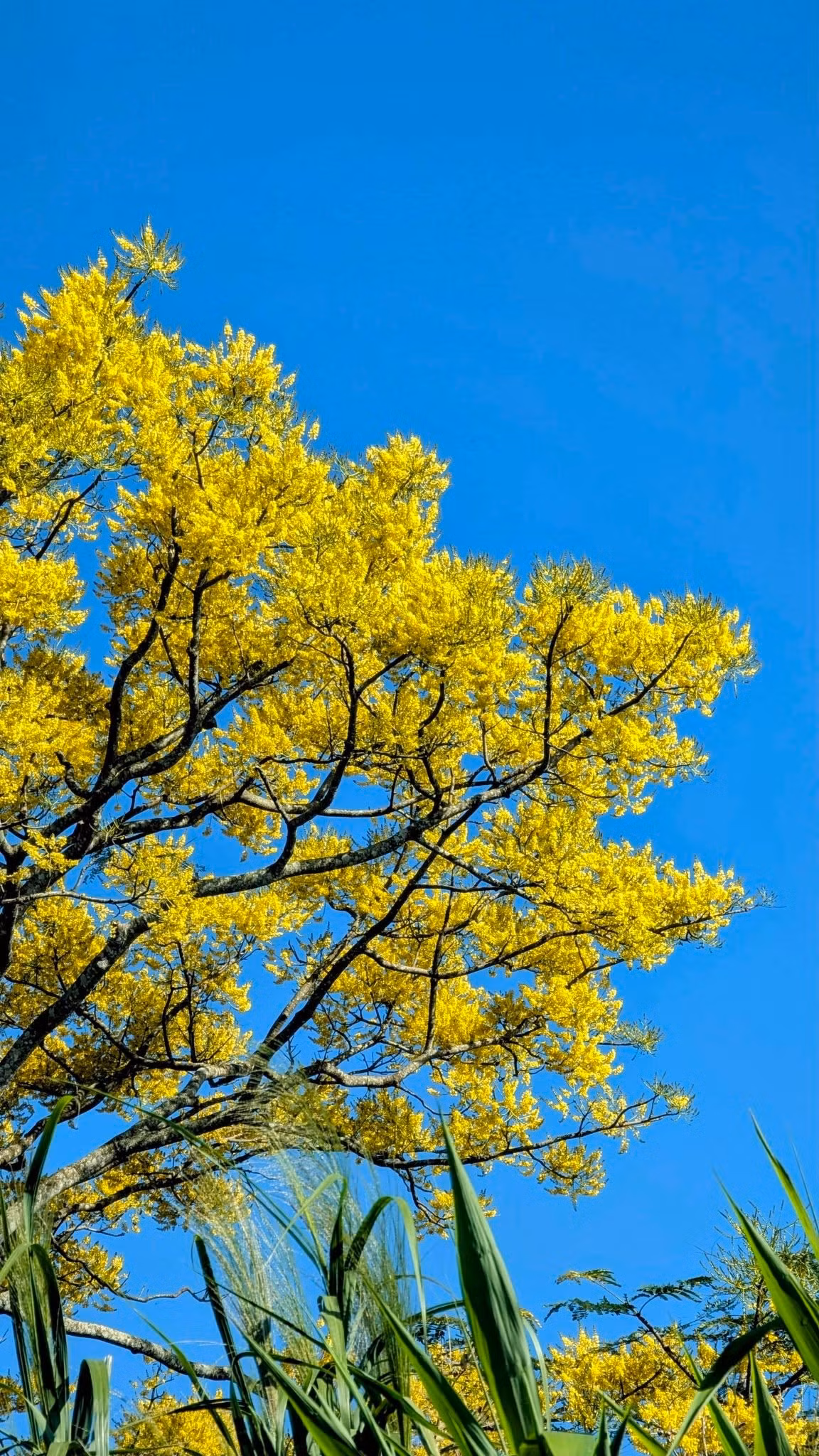 Không ồn ào, không náo nhiệt, phượng vàng Bảo Lộc mang đến một cách “đón xuân” rất riêng – nhẹ nhàng, tinh tế và đầy hy vọng. Giữa cao nguyên lộng gió, sắc vàng ấy như điểm nhấn ấm áp, lưu lại trong lòng du khách những cảm xúc khó quên khi năm mới vừa sang. Ảnh Khám Phá Bảo Lộc