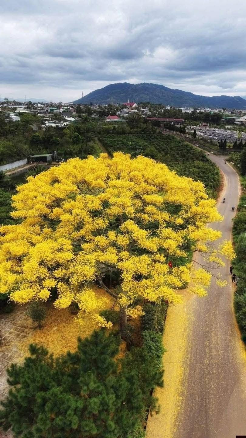 Không rực lửa như phượng đỏ mùa hè, phượng vàng mang vẻ đẹp dịu dàng, thanh thoát. Cánh hoa mỏng, nhẹ, khi gặp gió khẽ rung rinh rồi rơi xuống mặt đường, phủ lên lối đi một màu vàng ấm áp. Ảnh Sam Sam