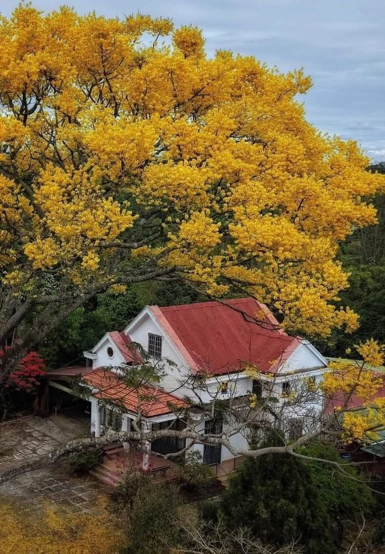 Thời điểm này, không ít du khách tìm đến Bảo Lộc không chỉ để nghỉ dưỡng, tránh cái lạnh miền Bắc hay sự đông đúc của các điểm du lịch lớn, mà còn để chậm rãi tận hưởng nhịp sống hiền hòa, trong lành. Ảnh Sam Sam