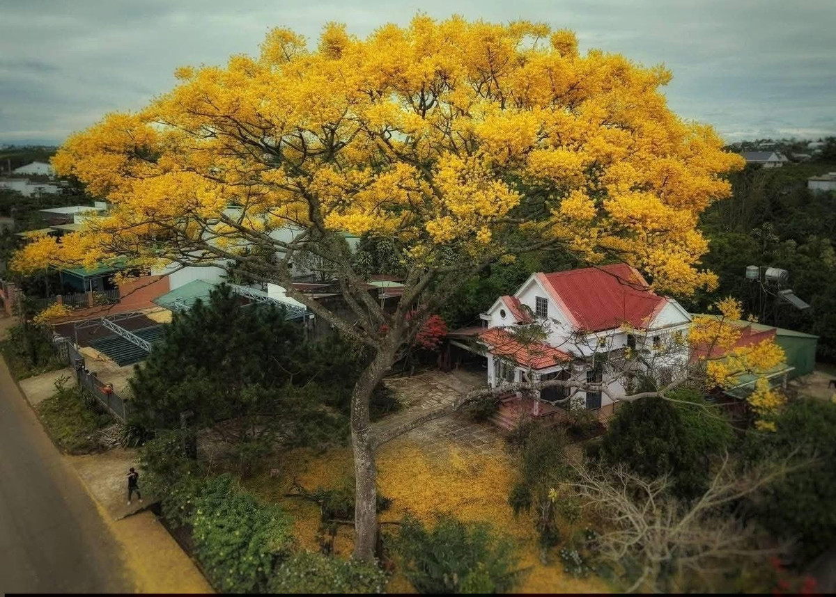 Sắc hoa vàng óng nổi bật trên nền trời trong xanh, xen giữa những con đường dốc thoai thoải và không gian trầm lắng vốn có của Bảo Lộc, khiến thành phố trở nên mềm mại, thơ mộng hơn thường ngày. Ảnh Sam Sam