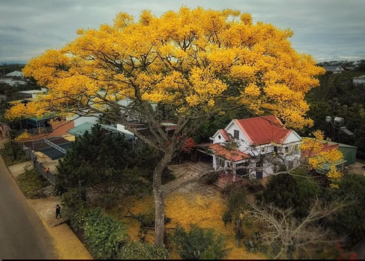 Sắc hoa vàng óng nổi bật trên nền trời trong xanh, xen giữa những con đường dốc thoai thoải và không gian trầm lắng vốn có của Bảo Lộc, khiến thành phố trở nên mềm mại, thơ mộng hơn thường ngày. Ảnh Sam Sam