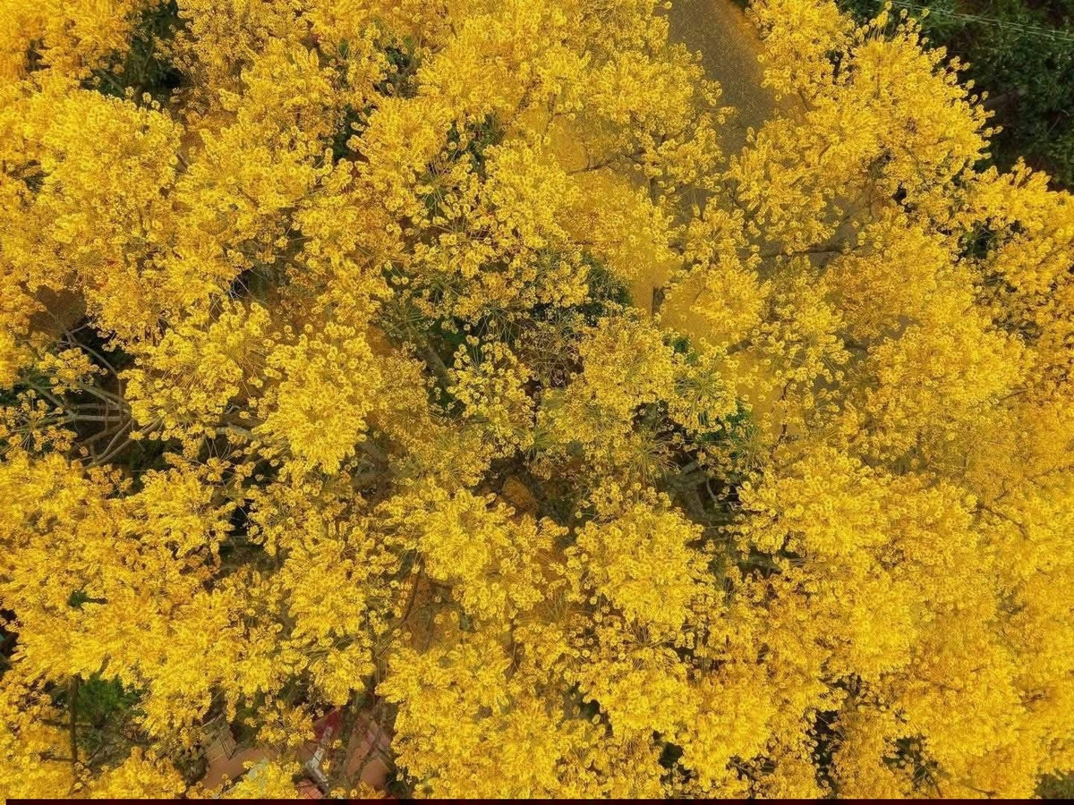 Với nhiều người, khoảnh khắc bước giữa “thảm hoa” phượng vàng trong buổi sáng đầu năm mang lại cảm giác an yên, nhẹ nhõm – như một lời chúc bình an của thiên nhiên gửi đến phố núi. Ảnh Sam Sam