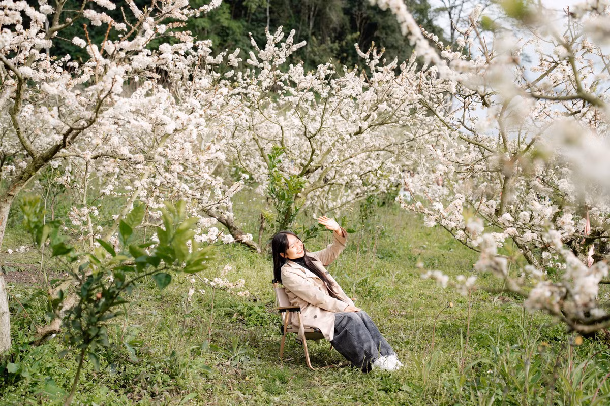 Từ Pa Phách, Tân Lập đến Lóng Luông, những vườn mận nối nhau khoe sắc, trải dài trên sườn đồi và len lỏi vào từng bản nhỏ, tạo nên khung cảnh nên thơ đặc trưng của mùa xuân vùng cao. Giữa sắc trắng tinh khôi ấy, những tán đào phai hồng nhạt bắt đầu bung nở, điểm xuyết thêm nét mềm mại cho cao nguyên đá. Dưới thung lũng, cánh đồng cải vàng rực rỡ trong nắng xuân cũng trở thành điểm dừng chân không thể bỏ lỡ của du khách mỗi độ giáp Tết. Ảnh Ba đứa mình