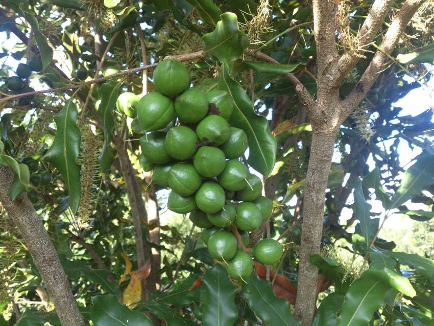 Tại Việt Nam, mắc ca đang dần trở thành một trong những cây trồng có giá trị kinh tế cao. Các vùng trồng tập trung chủ yếu tại Lâm Đồng, Đắk Lắk, Gia Lai và Điện Biên, trong đó Lâm Đồng được xem là khu vực phát triển mạnh nhất. Mô hình trồng xen mắc ca với cà phê hoặc hồ tiêu đang được nhiều nông hộ áp dụng nhằm tận dụng đất đai và gia tăng thu nhập. Bên cạnh đó, xu hướng sản xuất theo tiêu chuẩn sạch, hữu cơ cũng đang được mở rộng. Ảnh Mắc ca Kim Liên