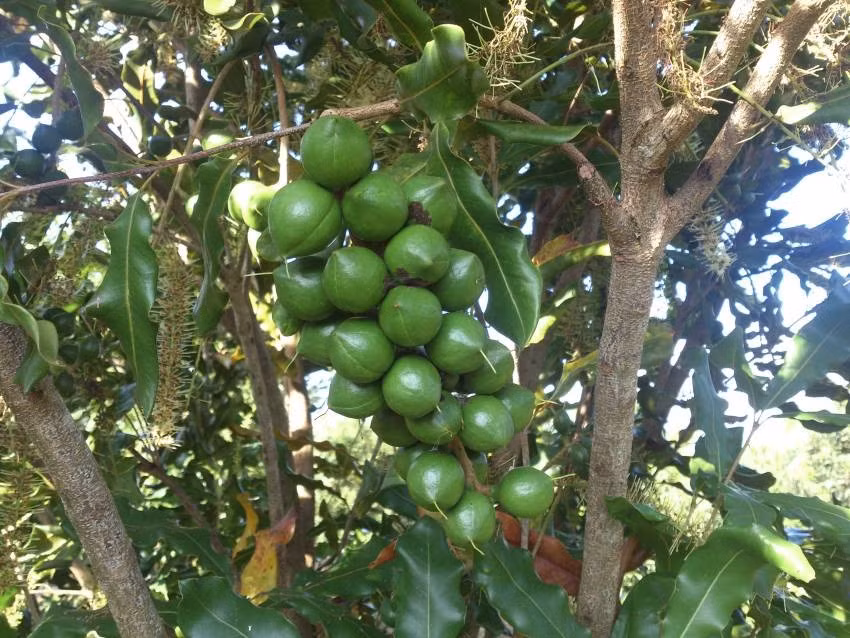 Tại Việt Nam, mắc ca đang dần trở thành một trong những cây trồng có giá trị kinh tế cao. Các vùng trồng tập trung chủ yếu tại Lâm Đồng, Đắk Lắk, Gia Lai và Điện Biên, trong đó Lâm Đồng được xem là khu vực phát triển mạnh nhất. Mô hình trồng xen mắc ca với cà phê hoặc hồ tiêu đang được nhiều nông hộ áp dụng nhằm tận dụng đất đai và gia tăng thu nhập. Bên cạnh đó, xu hướng sản xuất theo tiêu chuẩn sạch, hữu cơ cũng đang được mở rộng. Ảnh Mắc ca Kim Liên