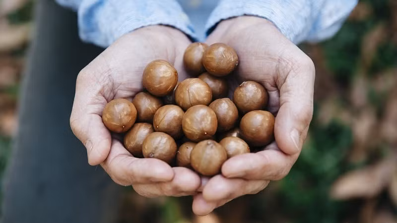 Khâu chế biến cũng góp phần đẩy giá thành lên cao. Hạt mắc ca có lớp vỏ rất cứng, cần thiết bị chuyên dụng để tách. Quá trình từ thu hoạch, sấy khô đến bảo quản đều đòi hỏi kiểm soát nghiêm ngặt, nếu sai lệch về độ ẩm có thể làm giảm chất lượng hoặc hỏng sản phẩm. Ảnh Nhathuocankhang