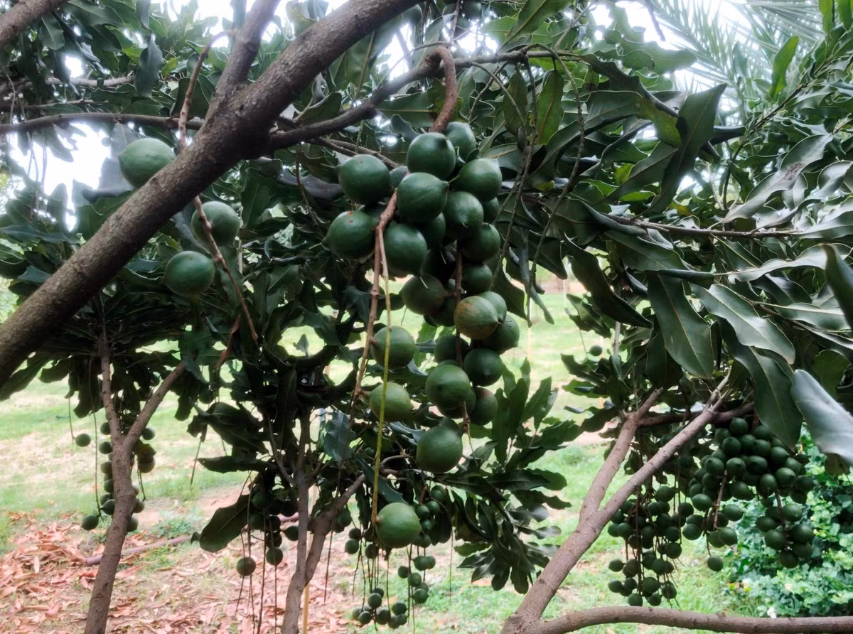 Trong thế giới các loại hạt dinh dưỡng, mắc ca từ lâu đã được xếp vào nhóm cao cấp. Trên thị trường quốc tế, giá bán lẻ phổ biến của loại hạt này dao động khoảng 25–35 USD/pound (tương đương 0,45 kg), thậm chí có thể tăng lên 60–80 USD/pound đối với sản phẩm chất lượng cao. Ảnh khuyennongvn