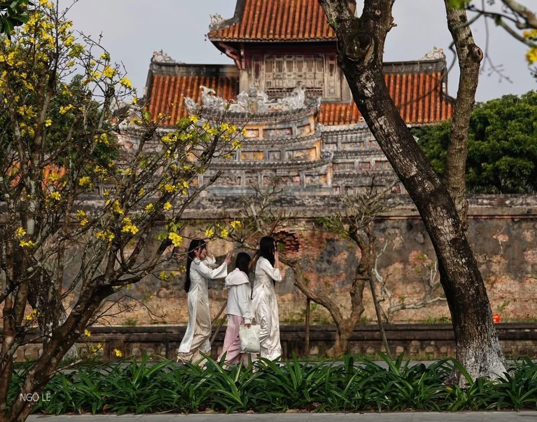 Việc chăm sóc, duy trì vườn mai phục vụ người dân và du khách tham quan dịp Tết cũng là một trong những nỗ lực làm phong phú sản phẩm du lịch mùa xuân của địa phương, tạo điểm nhấn thu hút du khách đến với Huế trong thời điểm đầu năm. Ảnh NAG Ngô Lễ