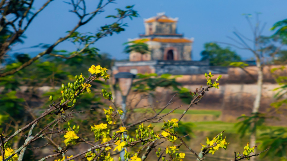Những ngày cuối năm, khi tiết trời Huế se lạnh nhưng nắng đã bắt đầu hanh vàng, không gian phía trước Đại Nội như được đánh thức bởi sắc mai vàng rực rỡ. Hàng trăm gốc hoàng mai cổ thụ đồng loạt bung nụ, khoe sắc dọc theo các tuyến đường Lê Huân và Đoàn Thị Điểm, tạo nên bức tranh mùa xuân nổi bật giữa không gian di sản trầm mặc. Lê Đình Hoàng