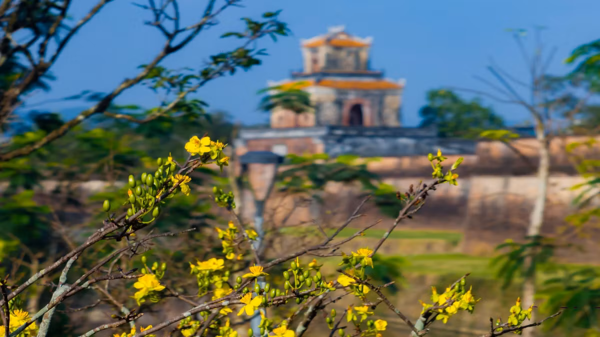 Những ngày cuối năm, khi tiết trời Huế se lạnh nhưng nắng đã bắt đầu hanh vàng, không gian phía trước Đại Nội như được đánh thức bởi sắc mai vàng rực rỡ. Hàng trăm gốc hoàng mai cổ thụ đồng loạt bung nụ, khoe sắc dọc theo các tuyến đường Lê Huân và Đoàn Thị Điểm, tạo nên bức tranh mùa xuân nổi bật giữa không gian di sản trầm mặc. Lê Đình Hoàng
