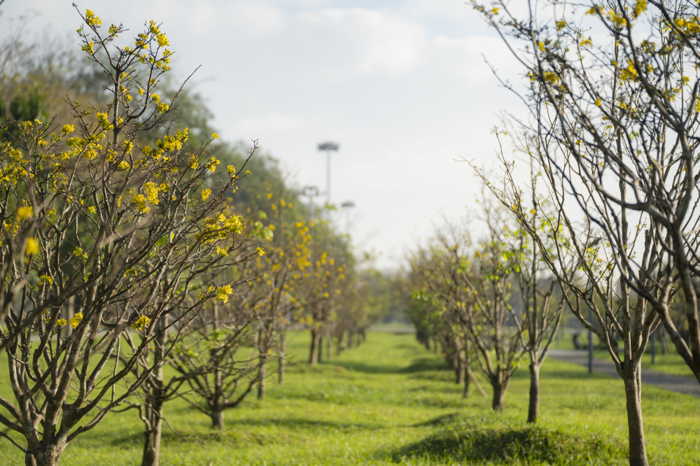 Không ít du khách cho biết, việc được ngắm mai nở ngay trước Đại Nội mang lại cảm giác rất đặc biệt, vừa thư thái, vừa cảm nhận rõ nét không khí Tết truyền thống. Với nhiều người, đây cũng là điểm dừng chân không thể bỏ qua trong hành trình du lịch Huế dịp đầu xuân. Lê Đình Hoàng