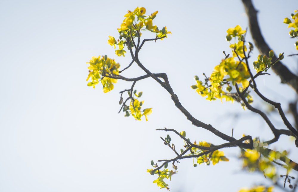Những ngày này, từ sáng sớm đến chiều muộn, khu vực vườn mai luôn nhộn nhịp người dân và du khách. Nhiều gia đình, nhóm bạn, du khách trong và ngoài nước tranh thủ dạo bộ, chụp ảnh lưu niệm dưới tán mai vàng, lưu giữ khoảnh khắc đầu năm mới tại cố đô Huế. Lê Đình Hoàng
