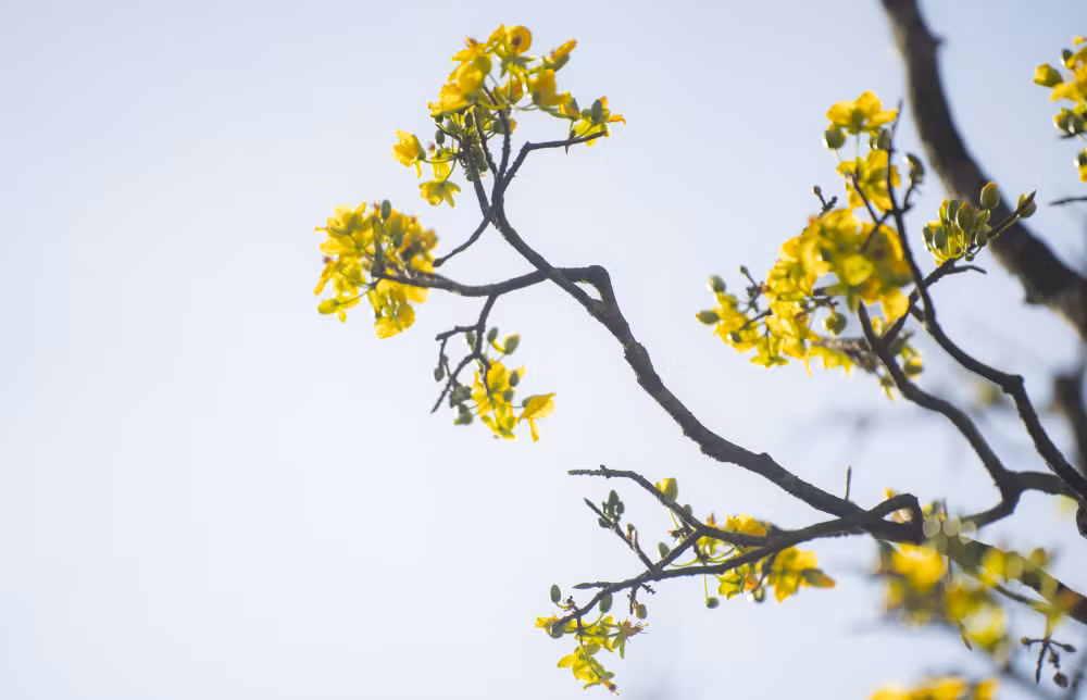 Những ngày này, từ sáng sớm đến chiều muộn, khu vực vườn mai luôn nhộn nhịp người dân và du khách. Nhiều gia đình, nhóm bạn, du khách trong và ngoài nước tranh thủ dạo bộ, chụp ảnh lưu niệm dưới tán mai vàng, lưu giữ khoảnh khắc đầu năm mới tại cố đô Huế. Lê Đình Hoàng
