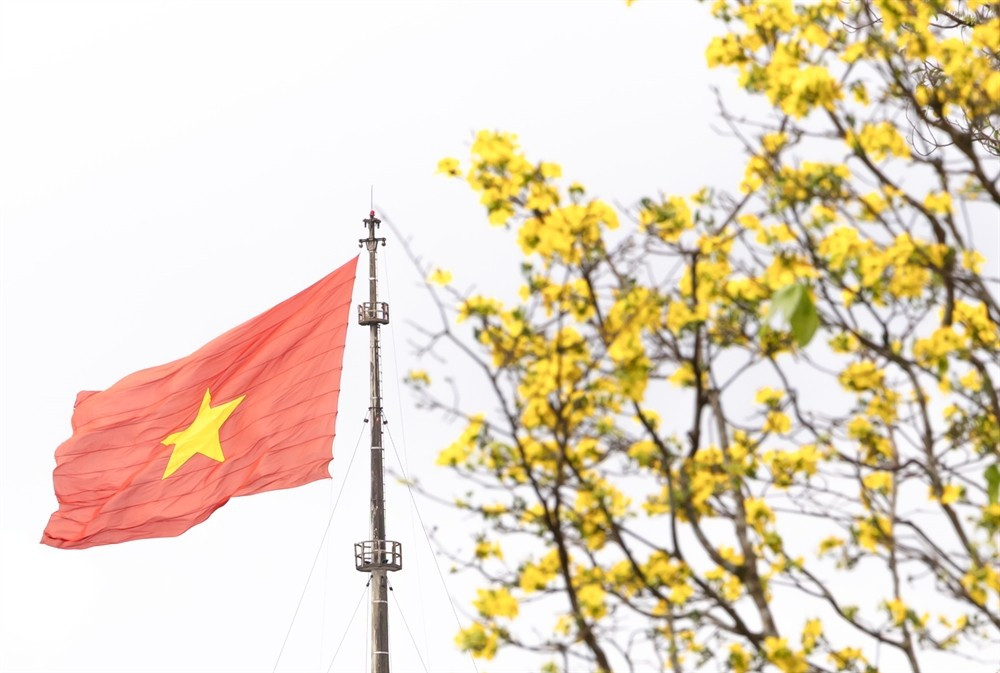 Những hàng mai được trồng thẳng tắp, tán cây cân đối, nhiều gốc có tuổi đời hàng chục năm, góp phần tạo nên cảnh quan trang nhã, hài hòa với kiến trúc cung đình triều Nguyễn. Sự kết hợp giữa sắc hoa, ánh sáng và không gian di sản khiến khu vực trước Đại Nội trở thành điểm ngắm xuân lý tưởng. Lê Đình Hoàng