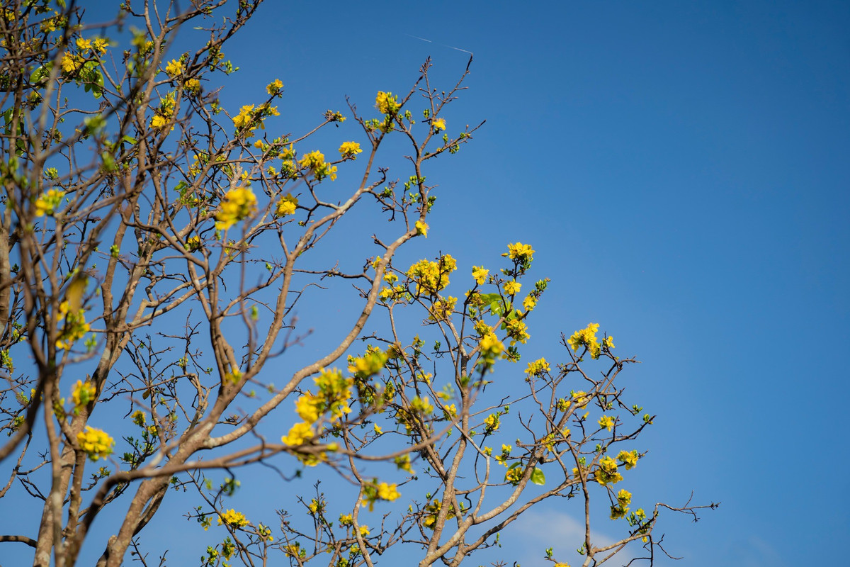 Theo Trung tâm Bảo tồn Di tích Cố đô Huế, vườn hoàng mai trước Đại Nội không chỉ có ý nghĩa về mặt cảnh quan, mà còn góp phần bảo tồn giá trị văn hóa truyền thống. Hoàng mai được xem là biểu tượng của sự thanh cao, bền bỉ và tinh thần vươn lên, gắn liền với đời sống tinh thần của người dân xứ Huế. Lê Đình Hoàng
