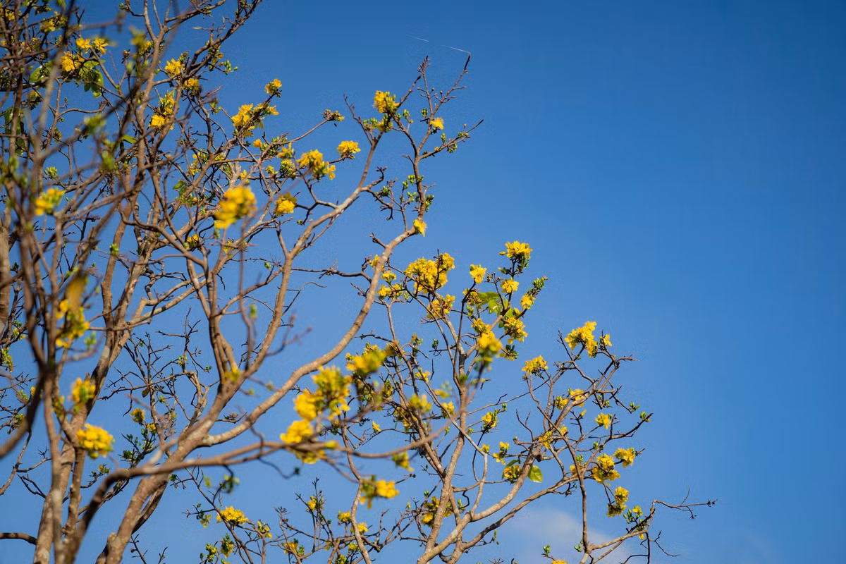 Theo Trung tâm Bảo tồn Di tích Cố đô Huế, vườn hoàng mai trước Đại Nội không chỉ có ý nghĩa về mặt cảnh quan, mà còn góp phần bảo tồn giá trị văn hóa truyền thống. Hoàng mai được xem là biểu tượng của sự thanh cao, bền bỉ và tinh thần vươn lên, gắn liền với đời sống tinh thần của người dân xứ Huế. Lê Đình Hoàng