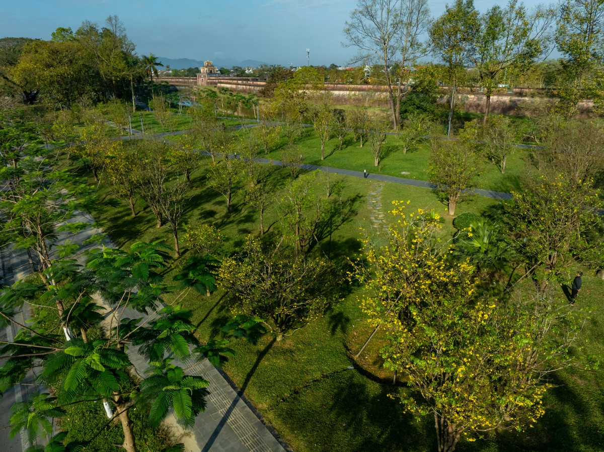 Hoàng mai xứ Huế từ lâu được xem là loài hoa đặc trưng của mùa xuân cố đô. Khác với mai vàng miền Nam, hoàng mai Huế có sắc vàng thanh, cánh mỏng, hương thơm nhẹ và dáng cây cổ kính. Dưới ánh nắng mùa đông, từng chùm hoa ánh lên sắc vàng óng ả, nổi bật trên nền tường thành rêu phong, hào nước xanh và thảm cỏ được chăm sóc gọn gàng. Lê Đình Hoàng