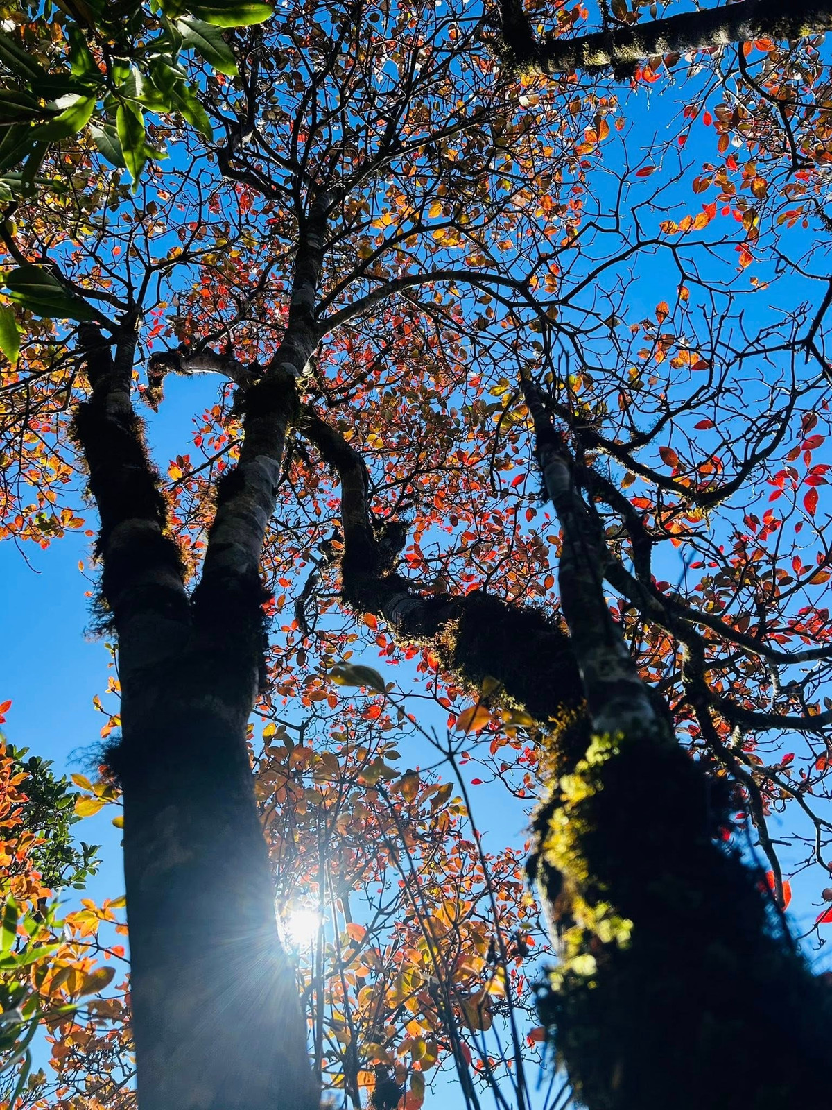 Dù đi tự túc hay chọn tour, việc lên kế hoạch trước, theo dõi dự báo thời tiết và chuẩn bị đầy đủ vật dụng vẫn là điều quan trọng nhất. Ảnh Nguyễn Thu Hương