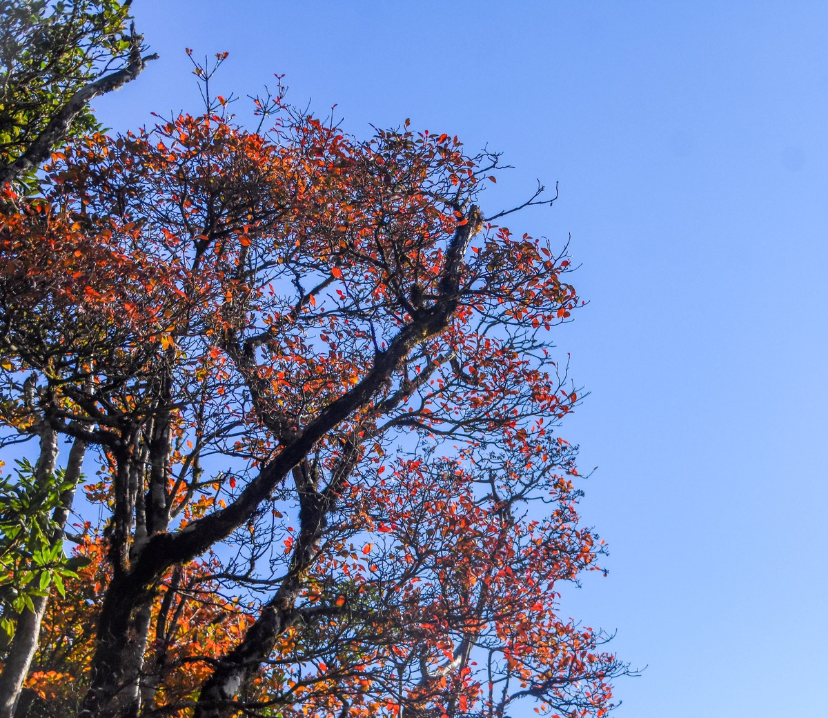 Với những ai lần đầu chinh phục Bạch Mộc Lương Tử hoặc muốn giảm bớt áp lực chuẩn bị, tour trekking trọn gói là lựa chọn phù hợp. Các công ty lữ hành cung cấp hướng dẫn viên, trang thiết bị cần thiết, chỗ nghỉ, đồ ăn, đồng thời đảm bảo an toàn cho du khách trên những đoạn đường hiểm trở. Ảnh Nguyễn Thu Hương