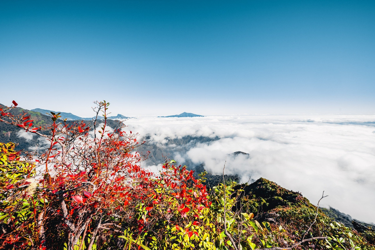Điểm nhấn mùa này chính là rừng phong đổi màu, sắc đỏ nổi bật giữa nền xanh của rừng già và mây trắng, khiến mỗi bức ảnh đều trở nên sống động. Ảnh Van Ngo