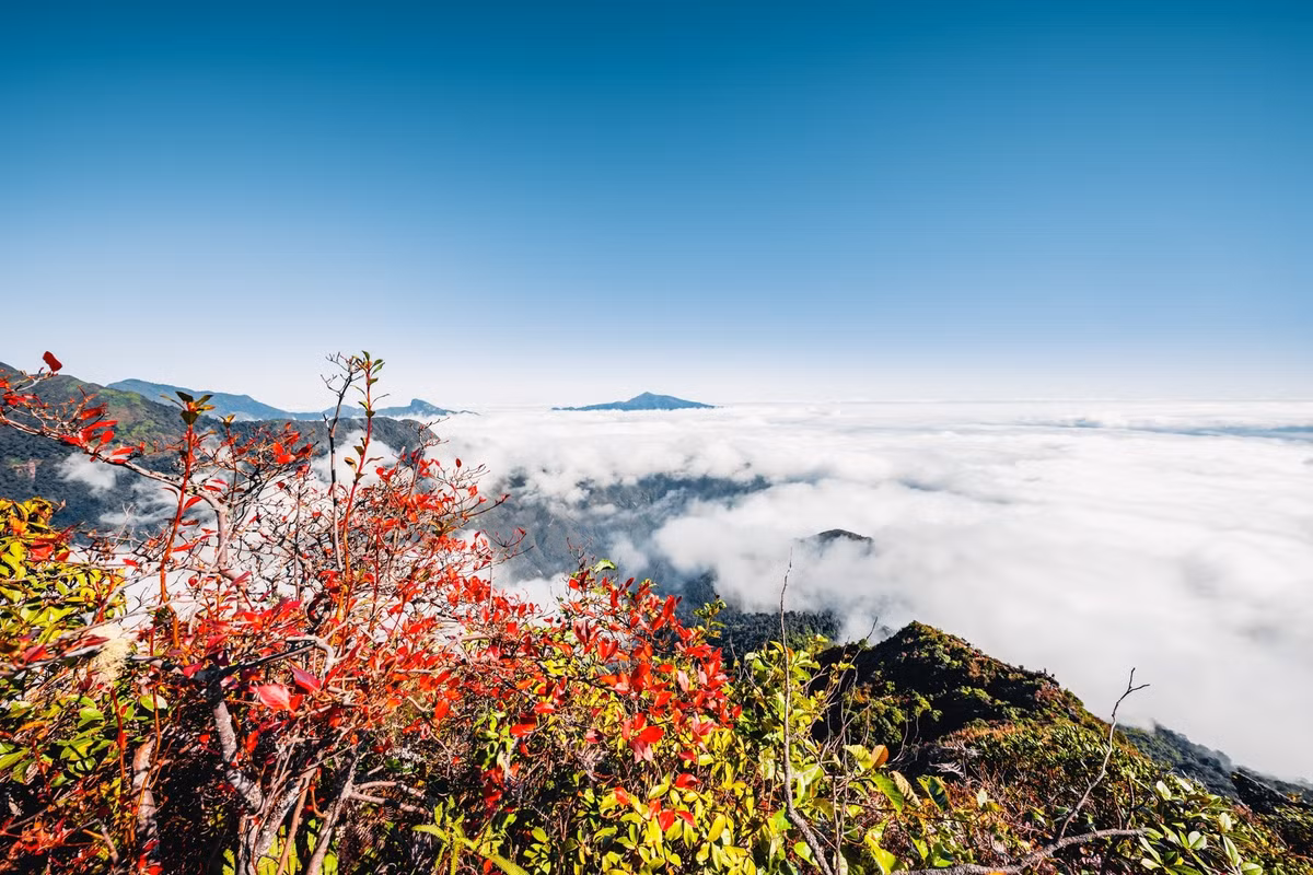 Điểm nhấn mùa này chính là rừng phong đổi màu, sắc đỏ nổi bật giữa nền xanh của rừng già và mây trắng, khiến mỗi bức ảnh đều trở nên sống động. Ảnh Van Ngo