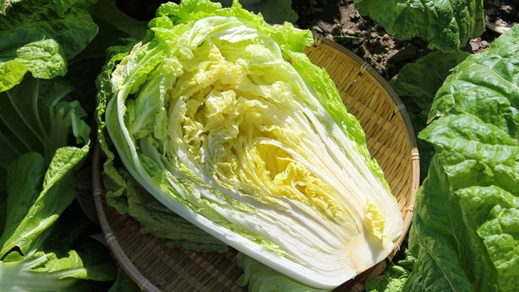 Trong khi đó, cải lá lớn có phần bẹ chắc, nhiều xơ, phù hợp với món xào hoặc làm nhân bánh bao, bánh gối, vì giữ được độ giòn và vị ngọt rõ rệt. Chỉ cần chọn đúng loại lá theo mục đích sử dụng, món ăn sẽ đạt hương vị chuẩn mà không cần “công thức ngoại hạng”. Ảnh minh họa