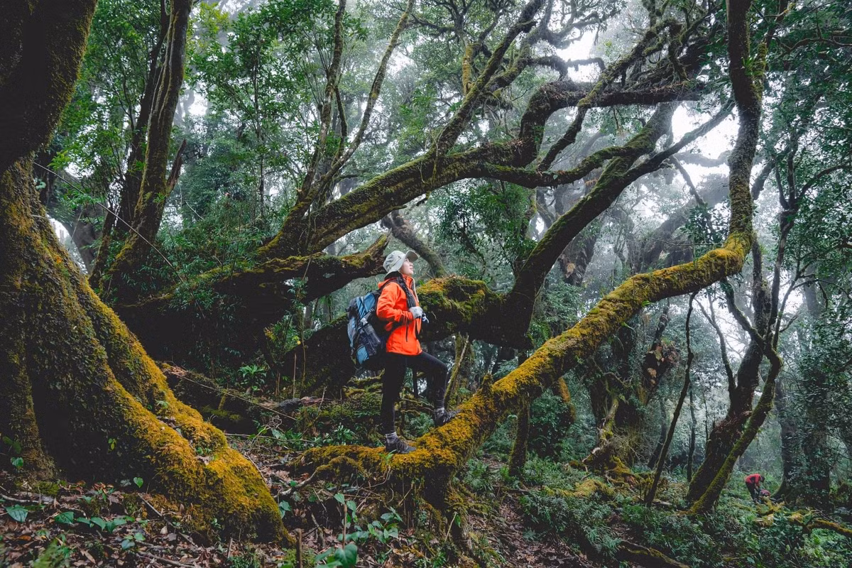Những thân cây cổ thụ to lớn với cành nhánh chằng chịt phủ rêu xanh, đất đá và gốc cây cũng khoác lớp áo rêu mềm mại, khiến khu rừng mang vẻ ma mị. Ảnh Thương Nguyễn