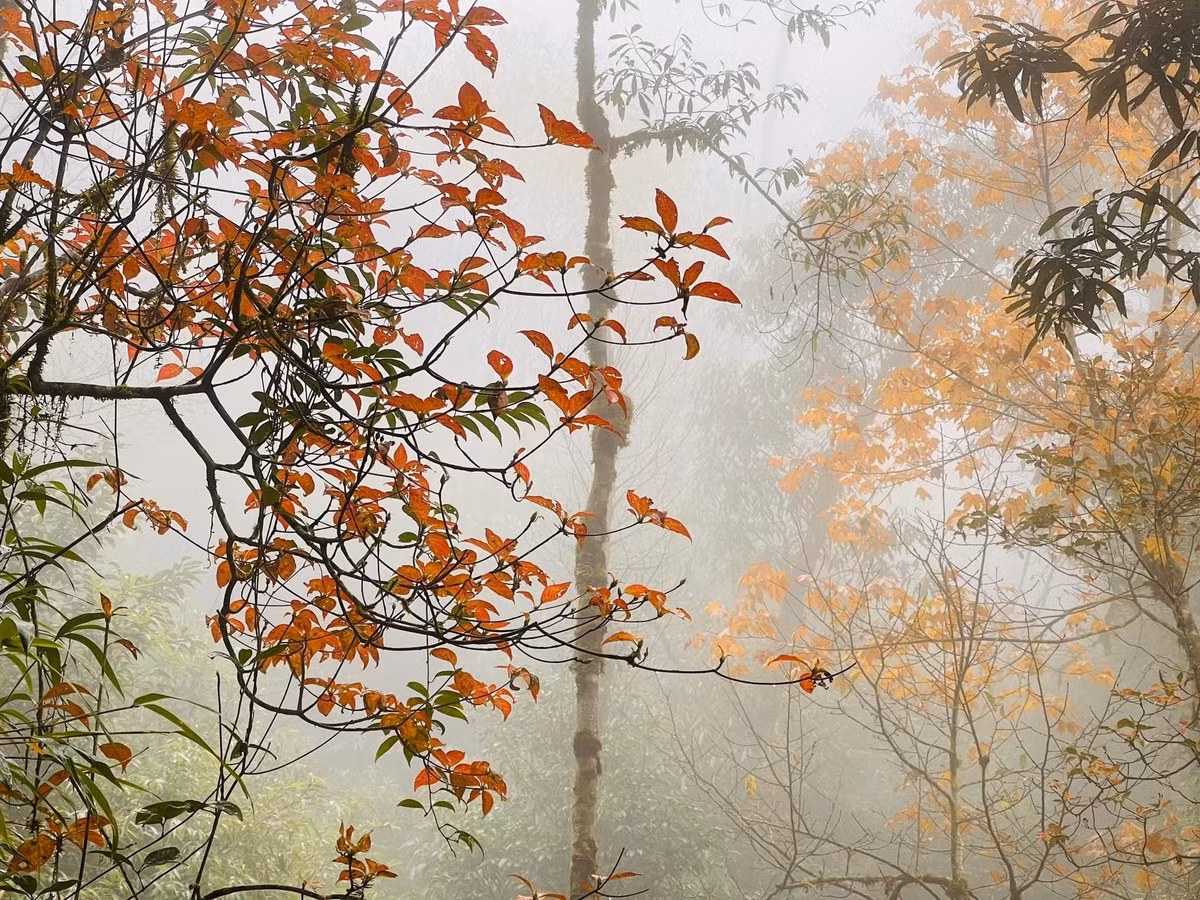 Cảnh tượng này khiến du khách cảm giác như lạc vào một thế giới mơ màng, khó quên. Ảnh Ngân Mario