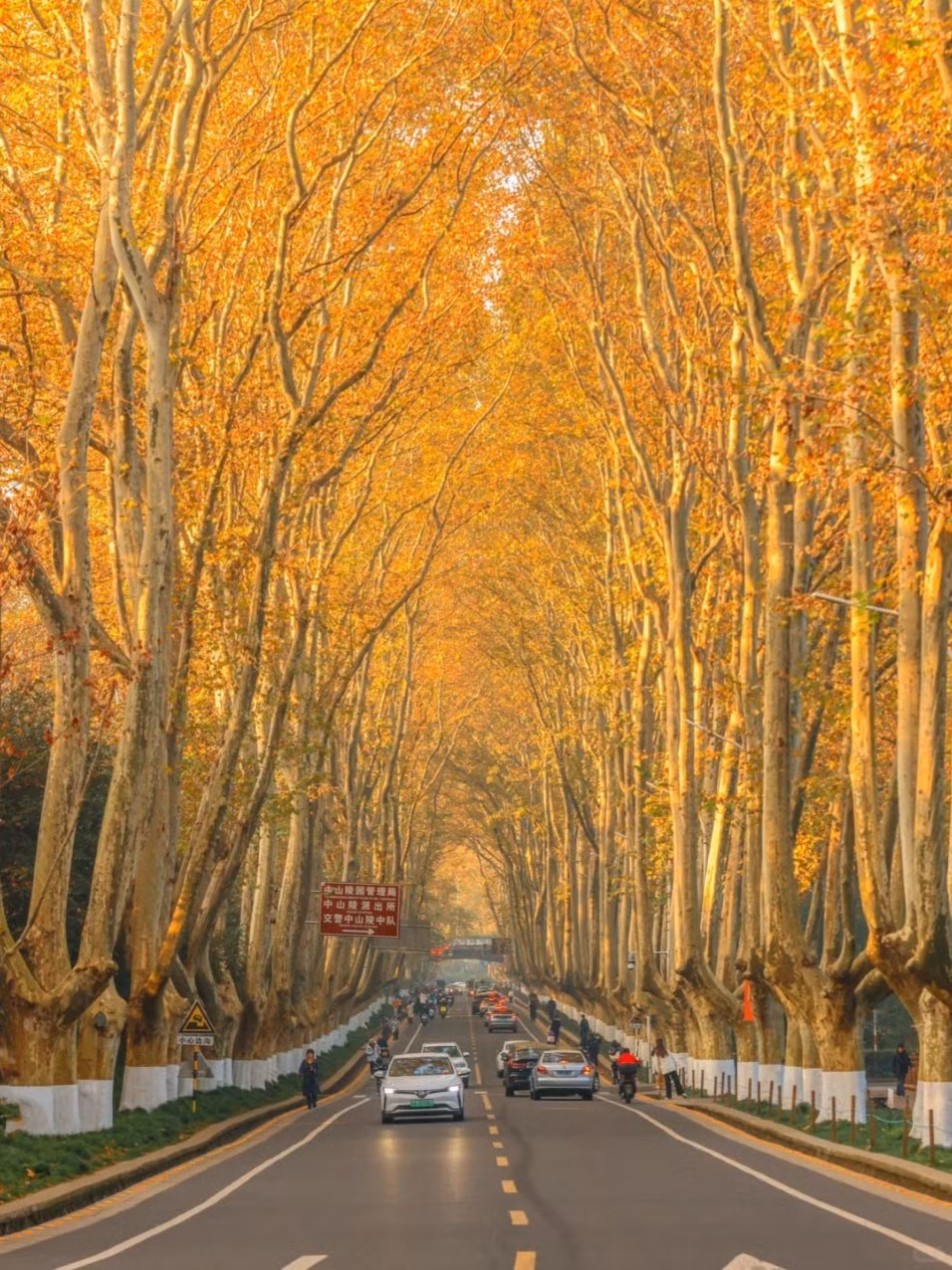 Du khách có thể dạo bộ chậm rãi, nghe tiếng lá rơi xào xạc hay thuê xe đạp khám phá từng góc nhỏ, thả hồn trong sắc thu tràn đầy cảm xúc. Khi đông đến, cành trơ trụi phủ lớp sương hoặc tuyết mỏng, tạo không gian thanh khiết, tĩnh lặng, lý tưởng để tìm về sự bình yên giữa nhịp sống hối hả của thành phố. Ảnh Okela Tour