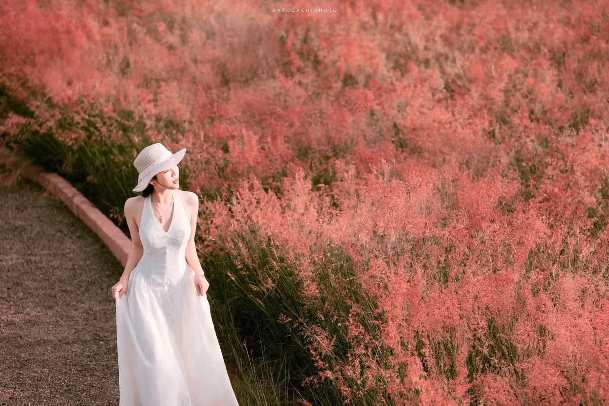 Theo kinh nghiệm của người dân địa phương, thời điểm đẹp nhất trong ngày là từ 8h đến 10h sáng. Khi đó, nắng vừa đủ để cỏ lên màu rõ nét, lung linh mà không bị gắt. Đến quá sớm, sương mù vẫn dày đặc khiến khung cảnh nhòe đi; còn buổi chiều muộn, nắng yếu làm màu cỏ xỉn hơn. Ảnh DatQuach