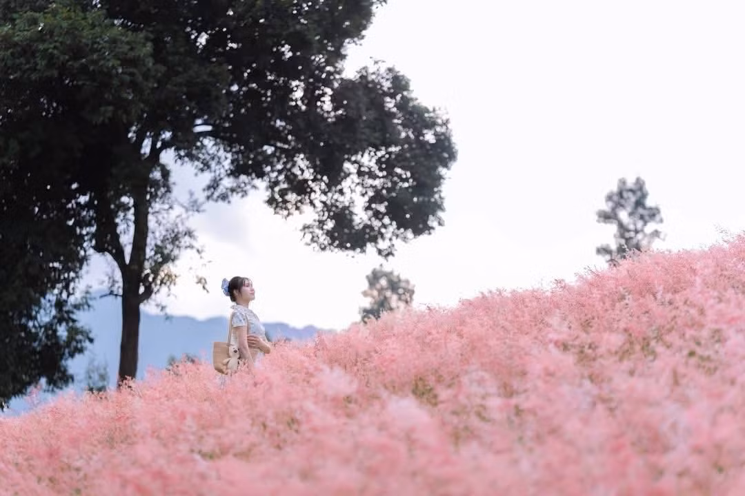 Nhiều du khách ví nơi đây chẳng khác gì “Jeju của miền Bắc” – chỉ cần diện váy trắng, đội mũ rộng vành hay cầm giỏ hoa nhỏ là đã có ngay bộ ảnh “nàng thơ giữa đồng cỏ hồng” đẹp mê mẩn. Ảnh Phan Thị Thu Thuỷ