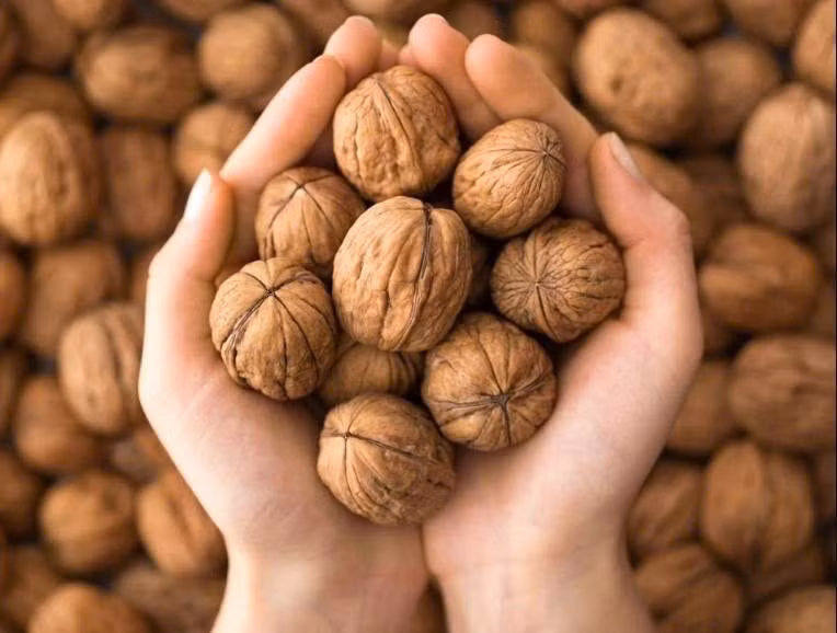 Ngoài omega-3, óc chó còn cung cấp vitamin E, kẽm và vitamin A những dưỡng chất quan trọng giúp bảo vệ võng mạc khỏi tổn thương do các gốc tự do, từ đó giảm nguy cơ đục thủy tinh thể và suy giảm thị lực theo thời gian. Ảnh minh họa/ Nguồn internet