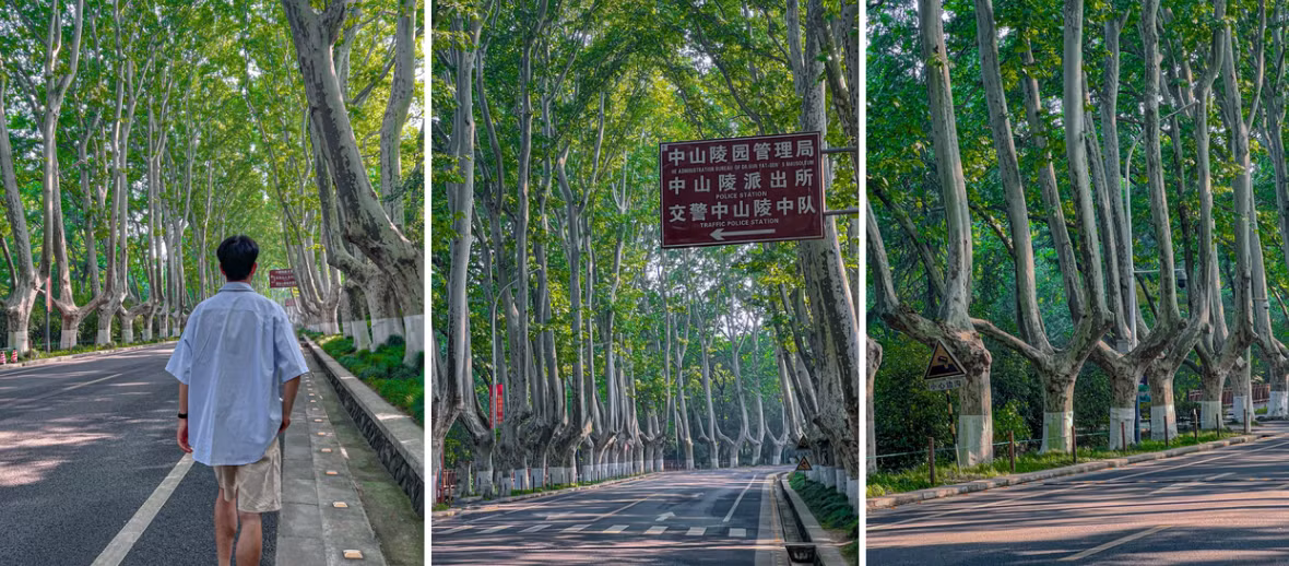 Sang mùa hè, đại lộ rợp bóng cây xanh rậm, ánh nắng xuyên khe lá lấp lánh, dịu mắt, là nơi lý tưởng tránh nắng oi ả và tận hưởng nhịp sống chậm rãi. Ảnh dulichhoangha