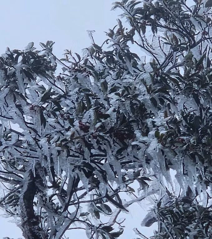 Hiện tượng xuất hiện sớm so với thường lệ khiến nhiều người dân địa phương và đoàn trekking không khỏi ngỡ ngàng. Ảnh Phang A Chia