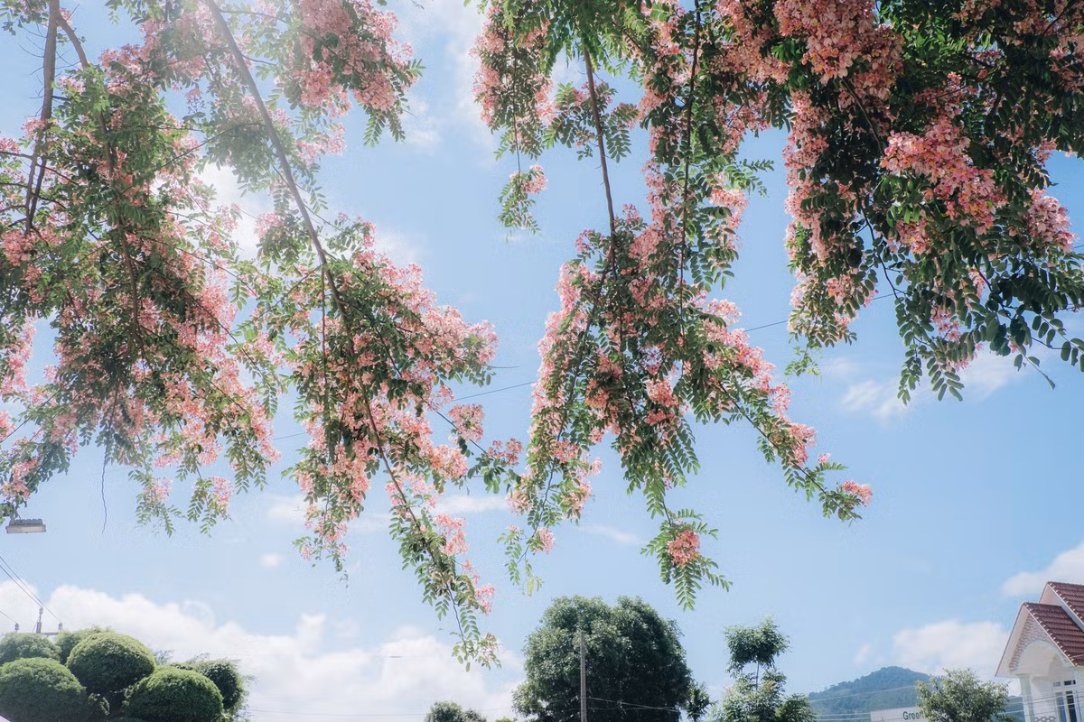 Không rực đỏ như phượng, không vàng rực như điệp, sắc hoa muồng dịu dàng và thanh thoát hơn, mang màu hồng phớt nhẹ chuyển dần theo thời gian.