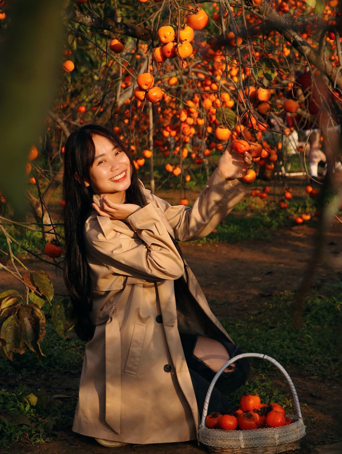 Cam Mộc Châu chín từ tháng 11, là giống cam Navel có nguồn gốc từ Australia. Du khách vừa chụp ảnh vừa hái và thưởng thức cam tươi tại vườn, giá 60.000–80.000 đồng/kg. Vườn hồng Nhật Bản với hồng giòn và hồng chát đang đỏ rực, tạo nên khung cảnh tuyệt đẹp cho những bức ảnh sống động. Vé vào vườn khoảng 40.000–50.000 đồng. Ảnh Ba đứa mình