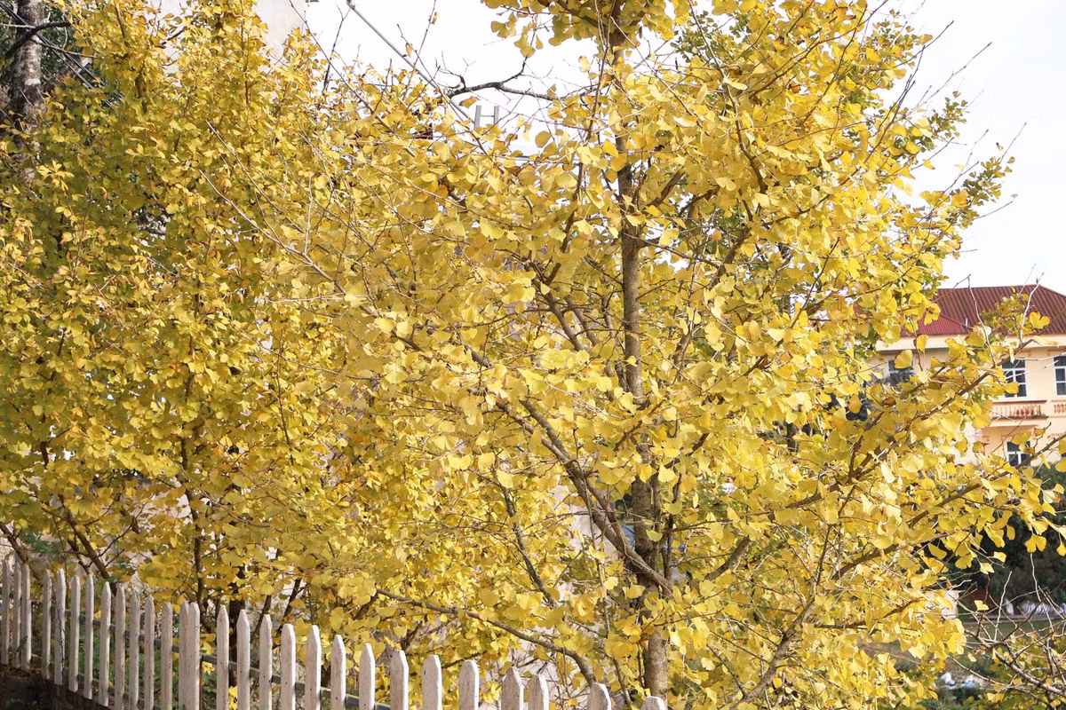 Đây cũng là thời điểm lý tưởng để những người mê nhiếp ảnh thỏa sức sáng tạo, từ các bức ảnh chân dung lãng mạn đến những tấm hình phong cảnh rực rỡ, ghi lại khoảnh khắc mùa thu Sa Pa đầy ấn tượng. Ảnh Lê Thu Thảo