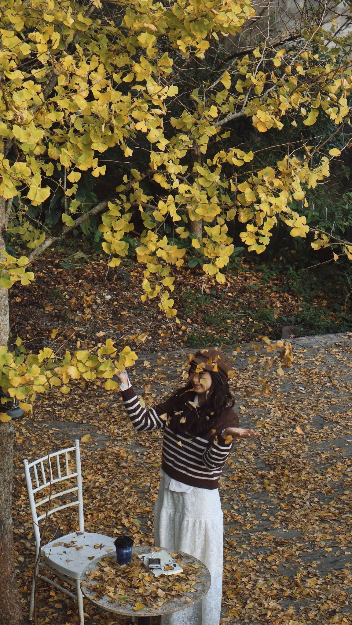 Vào mùa thu, lá cây chuyển từ xanh mướt sang vàng rực rỡ và rụng chỉ trong khoảng 1-15 ngày, khiến không gian xung quanh biến thành thảm lá vàng trải dài đầy mê hoặc. Mỗi năm, chỉ trong khoảng thời gian ngắn ngủi này, du khách mới có cơ hội chiêm ngưỡng vẻ đẹp đặc trưng và khoảnh khắc tuyệt mỹ của hàng cây. Ảnh Linh Jii