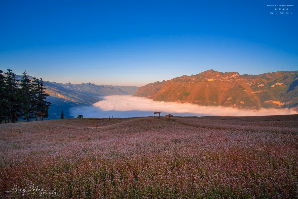 Đây là thời điểm thu hút đông đảo du khách, nhiếp ảnh gia và những người yêu thiên nhiên ghé thăm để chiêm ngưỡng vẻ đẹp tinh khôi, nhẹ nhàng nhưng đầy sức sống của loài hoa đặc trưng vùng cao. Ảnh Hoàng Dưỡng